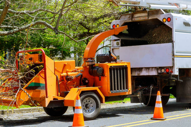 Best Tree Removal Near Me  in Chleston, AR